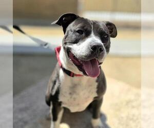 Mutt Dogs for adoption in Las Vegas, NV, USA