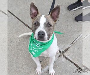 Mutt Dogs for adoption in Washington, DC, USA