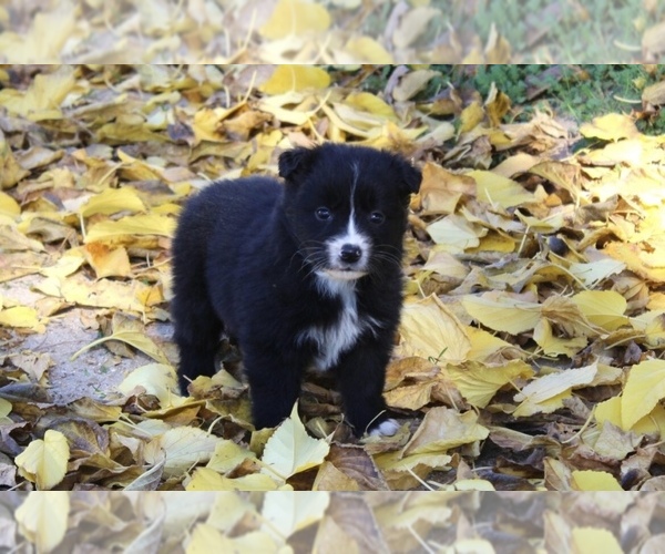 Medium Photo #1 Australian Shepherd Puppy For Sale in ACTON, CA, USA