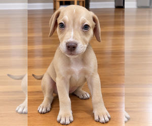 Mutt Dogs for adoption in Clarkston, MI, USA