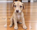 Delbert - Male Mutt Dog for Adoption - Small photo