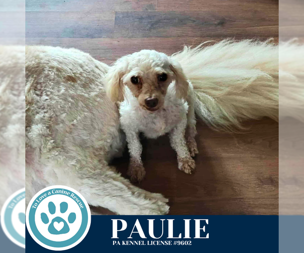 Medium Photo #1 Poodle (Miniature) Puppy For Sale in Kimberton, PA, USA