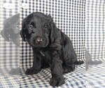 Small #1 Labradoodle