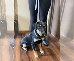 Small Photo #4 Labbe Puppy For Sale in Mt. Laurel, NJ, USA