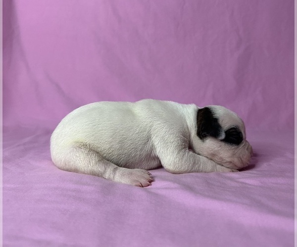 Medium Photo #4 American Bulldog Puppy For Sale in PLUMAS LAKE, CA, USA