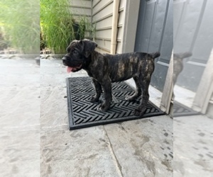 Cane Corso Puppy for sale in NEW HOLLAND, PA, USA