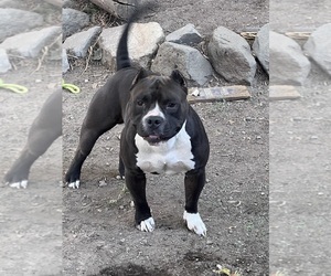 Father of the American Bully puppies born on 05/18/2023