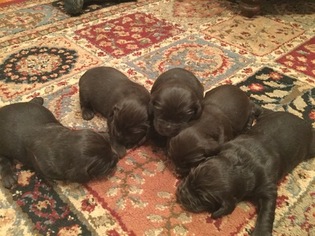 Boykin Spaniel Puppy for sale in FORT MILL, SC, USA
