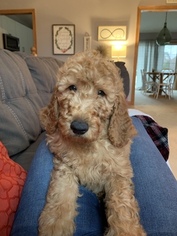 Goldendoodle-Poodle (Standard) Mix Puppy for sale in ELLICOTTVILLE, NY, USA