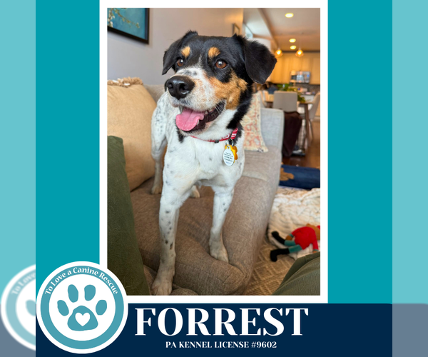 Medium Photo #5 Jack Russell Terrier-Unknown Mix Puppy For Sale in Kimberton, PA, USA