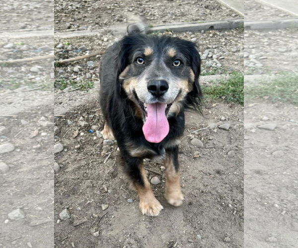 Medium Photo #3 Australian Shepherd Puppy For Sale in Stckton, CA, USA