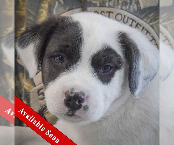 Medium Photo #1 American Bulldog-Unknown Mix Puppy For Sale in Huntley, IL, USA