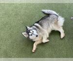 Small #1 Alaskan Malamute