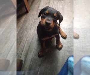 Rottweiler Puppy for sale in NEW LONDON, MO, USA
