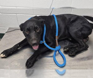 Labrador Retriever-Unknown Mix Dogs for adoption in Corpus Christi, TX, USA