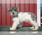 Puppy Gabe Schnauzer (Miniature)