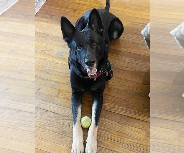 Medium Photo #1 German Shepherd Dog Puppy For Sale in Rootstown, OH, USA