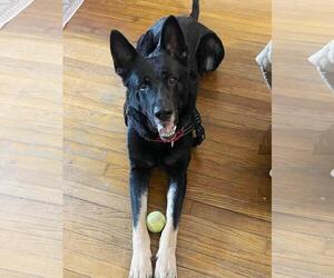 German Shepherd Dog Dogs for adoption in Rootstown, OH, USA