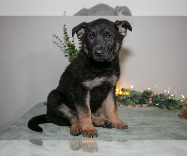 Medium Photo #16 German Shepherd Dog Puppy For Sale in SHIPSHEWANA, IN, USA