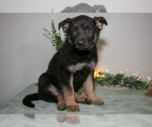 Medium German Shepherd Dog