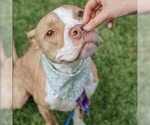 Small #1 American Staffordshire Terrier Mix