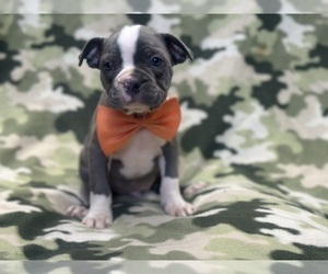 Boston Terrier Puppy for sale in LAKELAND, FL, USA