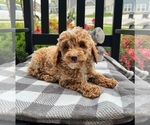 Small Photo #3 Goldendoodle (Miniature) Puppy For Sale in INDIANAPOLIS, IN, USA