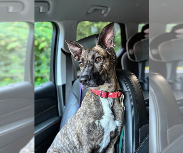 Medium Photo #39 Labrador Retriever-Mountain Cur Mix Puppy For Sale in Brewster, NY, USA