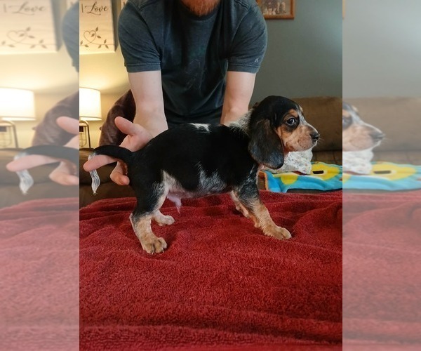 Medium Photo #2 Beagle Puppy For Sale in BOWLING GREEN, MO, USA