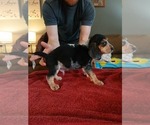 Small Photo #7 Beagle Puppy For Sale in BOWLING GREEN, MO, USA