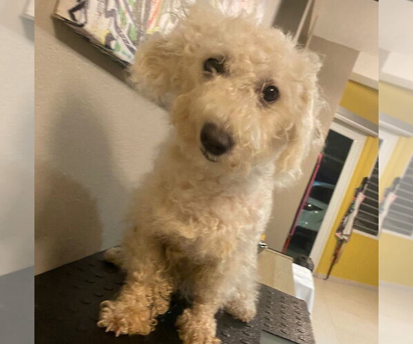 Medium Photo #1 Poodle (Miniature)-Unknown Mix Puppy For Sale in Washington, DC, USA