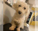 Small Poodle (Miniature) Mix