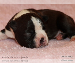 Boston Terrier Puppy for Sale in WINNSBORO, Texas USA