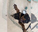 Small #3 Rottweiler