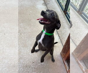 Frieda - Female Chiweenie Dog for Adoption - Photo #3
