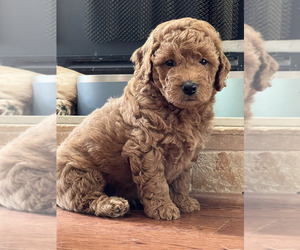 Goldendoodle-Poodle (Toy) Mix Litter for sale in MARIETTA, GA, USA