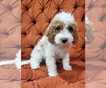 Puppy 3 Cockapoo