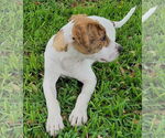 Small #18 Labrador Retriever Mix