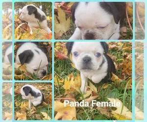 Pug Puppy for sale in SIDNEY, OH, USA