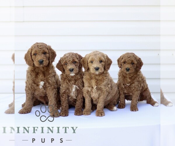 Medium Photo #3 Goldendoodle (Miniature) Puppy For Sale in RONKS, PA, USA