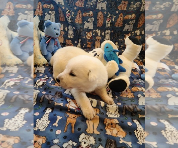 Medium Photo #5 German Shepherd Dog Puppy For Sale in CECILIA, KY, USA