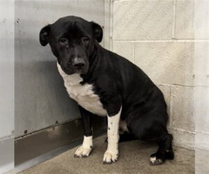 Labrador Retriever-Unknown Mix Dogs for adoption in San Bernardino, CA, USA