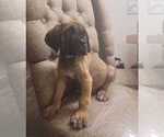 Small Photo #1 Cane Corso Puppy For Sale in CORONA, CA, USA