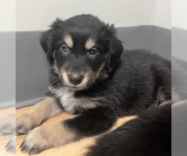 Medium Photo #1 Golden Retriever-Unknown Mix Puppy For Sale in San Martin, CA, USA