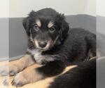 A139346 - Female Golden Retriever-Unknown Mix Dog for Adoption - Small photo