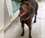 Small #1 Labrador Retriever Mix
