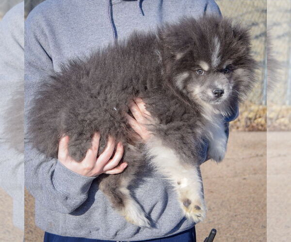 Medium Photo #2 Pomsky Puppy For Sale in Huntley, IL, USA