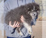 Small #1 Pomsky
