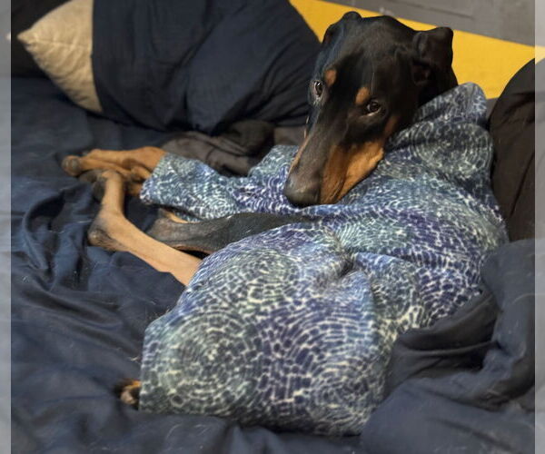 Medium Photo #12 Doberman Pinscher Puppy For Sale in Buffalo, MN, USA