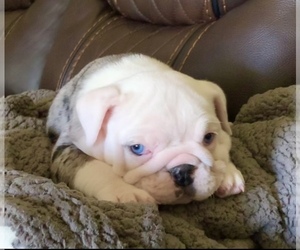 Bulldog Puppy for sale in PEACHLAND, NC, USA